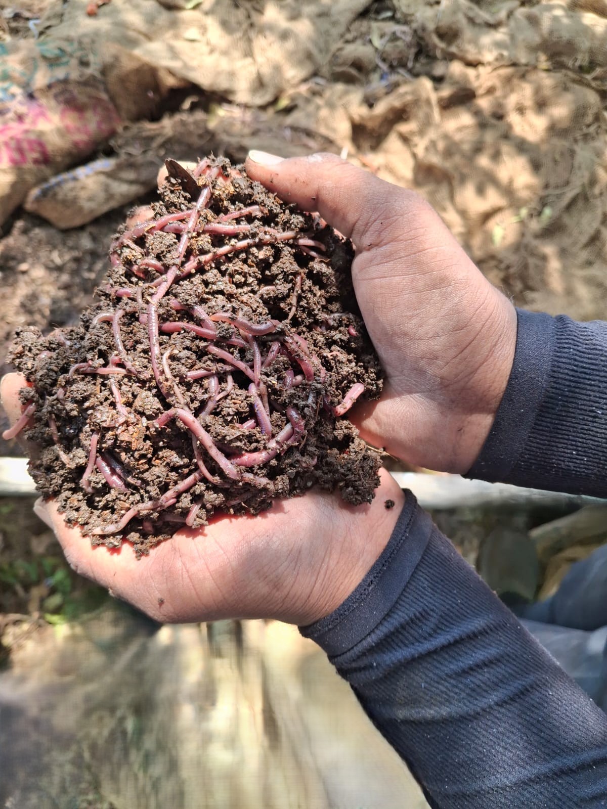 Vermicompost