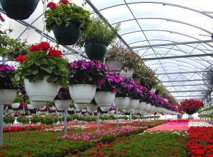 Floriculture & Horticulture Farming