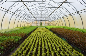 Polyhouse & Greenhouse farming