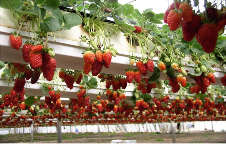 Hydroponic & Soilless Farming