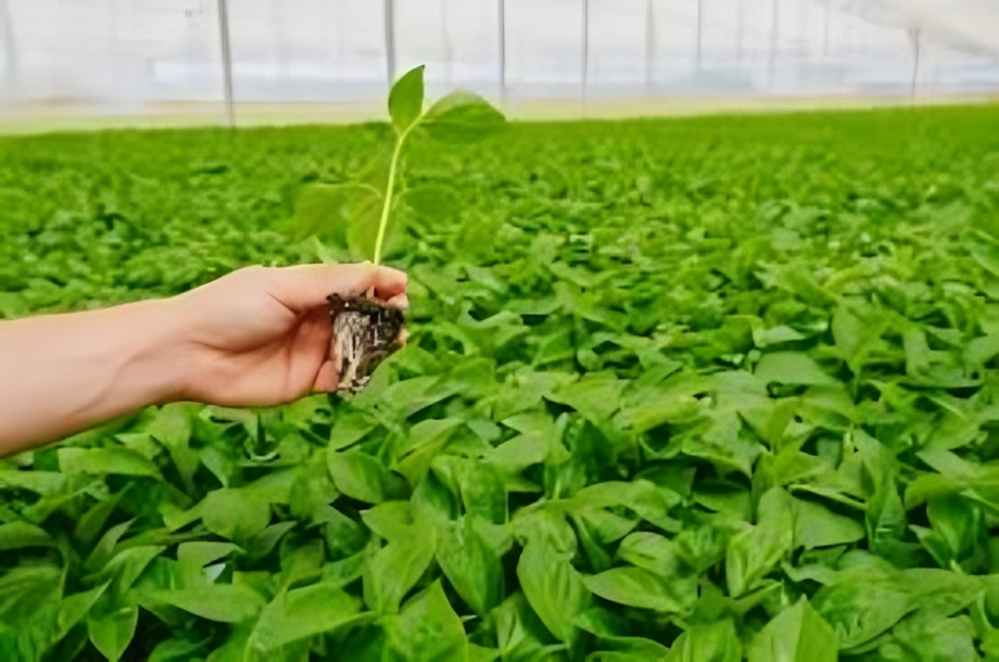 Nurseries & Seedling Production